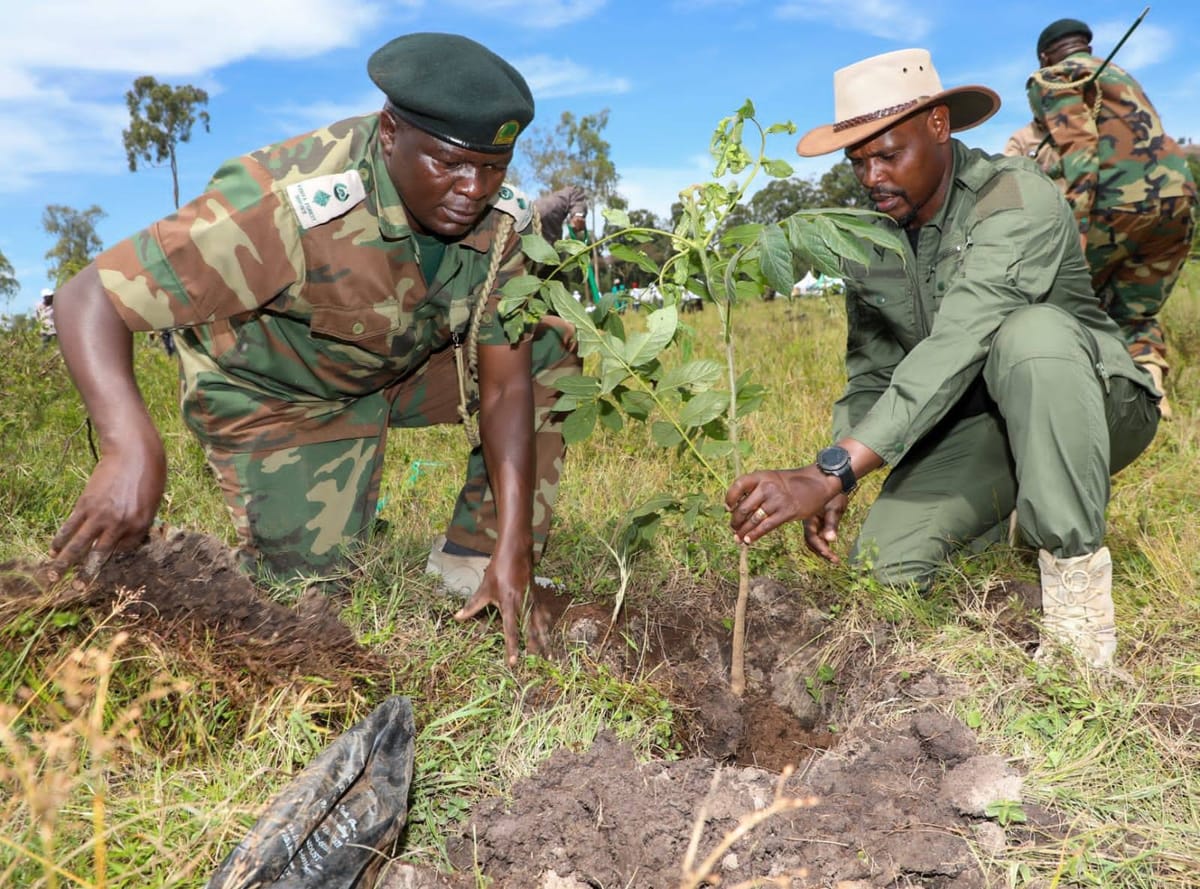 International Day of Forests 2025: Nurturing Forests to Nourish People